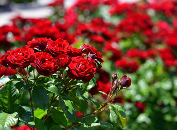 A Guide To Rose Pruning And Care Gubba