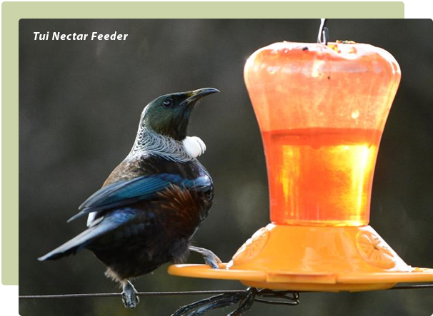 Tui Nectar Feeder